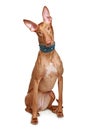 Pharaoh hound on a white background Royalty Free Stock Photo