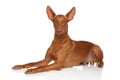 Pharaoh Hound on white Royalty Free Stock Photo