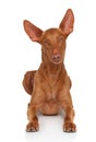 Pharaoh Hound on white Royalty Free Stock Photo