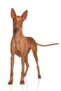 Pharaoh Hound on white Royalty Free Stock Photo