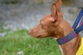 Pharaoh Hound ready to run. Royalty Free Stock Photo