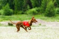 Pharaoh Hounds lure coursing competition