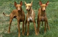 Pharaon Hound, Breed`s Dog from Malta Royalty Free Stock Photo