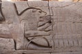 pharaonic relief carvings (lion preys on the hands of pharoh\'s enemies) in Kom ombo temple Royalty Free Stock Photo