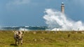 Phare du cap de la Hague, Normandy France on a stormy day in summer Royalty Free Stock Photo