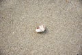 Pharella javanica or shell stranding death on the beach Royalty Free Stock Photo