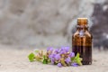 pharmaceutical bottle of medicine from Glechoma hederacea, Nepeta glechoma Benth., Nepeta hederacea, ground-ivy, gill-over-the- Royalty Free Stock Photo