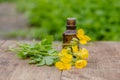 pharmaceutical bottle of medicine from Yellow flowers of Chelidonium majus, celandine, nipplewort, swallowwort or tetterwort on a Royalty Free Stock Photo