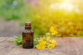 pharmaceutical bottle of medicine from Yellow flowers of Chelidonium majus, celandine, nipplewort, swallowwort or tetterwort on a Royalty Free Stock Photo