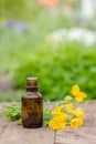 pharmaceutical bottle of medicine from Yellow flowers of Chelidonium majus, celandine, nipplewort, swallowwort or tetterwort on a Royalty Free Stock Photo