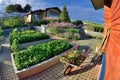 Pharmaceutical garden on a paved area in the garden