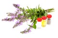 Pharmaceutical tincture, extract of wild herbs, medicinal flowers in medical bottles Royalty Free Stock Photo
