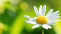 Pharmacy chamomile flower macro photo in high resolution. Daisy inflorescence with yellow stamens close-up with copy space. Royalty Free Stock Photo