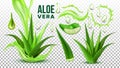 Pharmacy Succulent Aloe Vera Elements Set Vector
