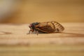 Pharoah Cicada on wood beam