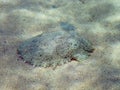 A Pharoah Cuttlefish Sepia pharaonis