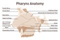 Pharynx anatomy. Anatomical structure of the nasal passages