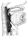 Pharynx, vintage engraving