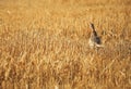 Phasanius colchicus on a stubble Royalty Free Stock Photo