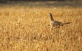 Phasanius colchicus on a stubble Royalty Free Stock Photo