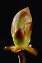 Phase of chestnut bud opening. Contrast appearance on dark background Royalty Free Stock Photo