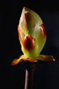 Phase of chestnut bud opening. Contrast appearance on dark background Royalty Free Stock Photo