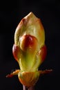 Phase of chestnut bud opening. Contrast appearance on dark background Royalty Free Stock Photo