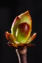 Phase of chestnut bud opening. Contrast appearance on dark background Royalty Free Stock Photo
