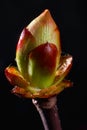 Phase of chestnut bud opening. Contrast appearance on dark background Royalty Free Stock Photo