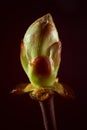 Phase of chestnut bud opening. Contrast appearance on dark background Royalty Free Stock Photo