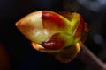 Phase of chestnut bud opening. Contrast appearance on dark background Royalty Free Stock Photo