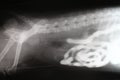 Phase-contrast X-ray image of intestine by dog