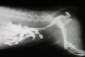 Phase-contrast X-ray image of intestine by dog