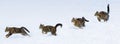Phase run and jump kitten on snow Royalty Free Stock Photo