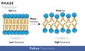 Phase transition mechanism in Phospholipids of plasma membrane at different temperature vector design