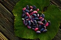 Phaseolus coccineus. Leguminosae. Scarlet runner beans on leaves