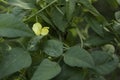 Phaseolus vulgaris yellow flower Royalty Free Stock Photo