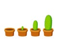 Phases cactus growth islated on white background. Cactus in flower pot in flat style. Timeline infographic of growth