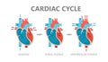 Phases of the cardiac cycle - diastole, atrial systole and atrial diastole. Circulation of blood through the heart