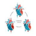 Phases of the cardiac cycle - diastole, atrial systole and atrial diastole. Heart anatomy diagram with blood flow.