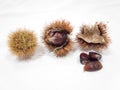 Phases of chestnut