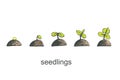 Phases of germination of a cucumber seedling on a white isolated background. Vector illustration