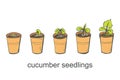 Phases of germination of cucumber seedlings in pots on a white isolated background. Vector illustration