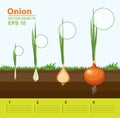 Phases of growth of a onion in the garden. Growth, development and productivity of onion. Growth stage
