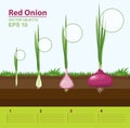 Phases of growth of a red onion in the garden. Growth stage. Infographic concept