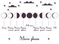 The phases of the moon. The whole cycle from new moon to full. Vector Royalty Free Stock Photo