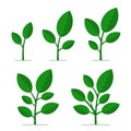 Phases Plant Growing Set on White Background. Vector