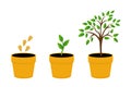 Set of illustrations with phases plant growth