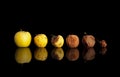 Phases of the rotting yellow apple. Royalty Free Stock Photo