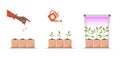 Phases seedling growing in pot under phyto lamp. Stages of plant growth from sprout to vegetable. Vector illustration in